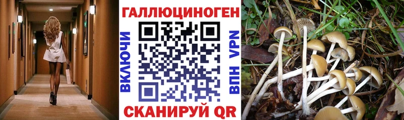 Псилоцибиновые грибы Psilocybine cubensis  Верхнеуральск 